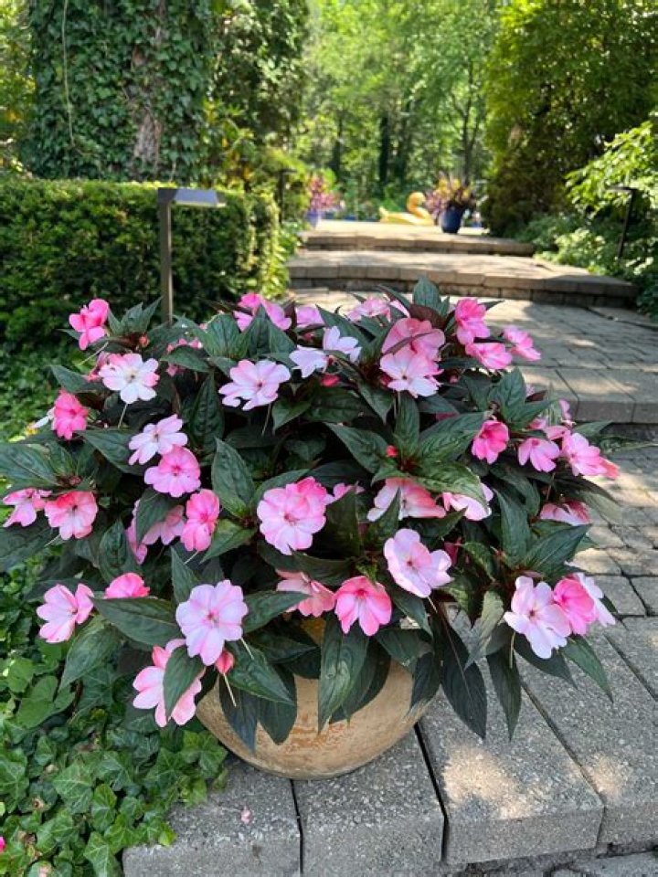 Will New Guinea impatiens grow in full shade